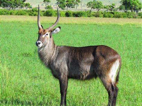 Best Kenya Safaris: Waterbuck –The Africa Antelope