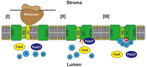 IJMS | Free Full-Text | Processing of D1 Protein: A Mysterious Process ...