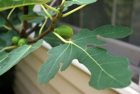 Fig Leaves Free Stock Photo - Public Domain Pictures