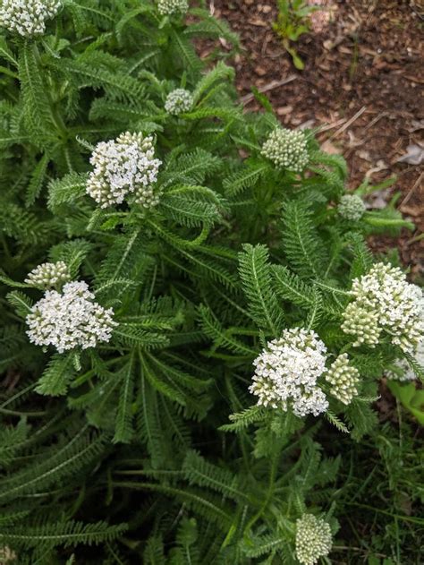 Yarrow: Myth, Magic, and Medicine — Rowan and Sage | Herbal plants, Yarrow, Plants