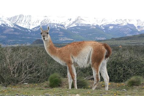 Abre la temporada de caza de guanacos en Santa Cruz – El Rompehielos