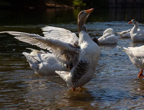 Domestic Geese Swim in the Water. a Flock of White Beautiful Geese in ...