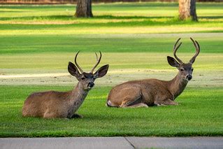 A couple Bucks on the Golf Course | Don DeBold | Flickr