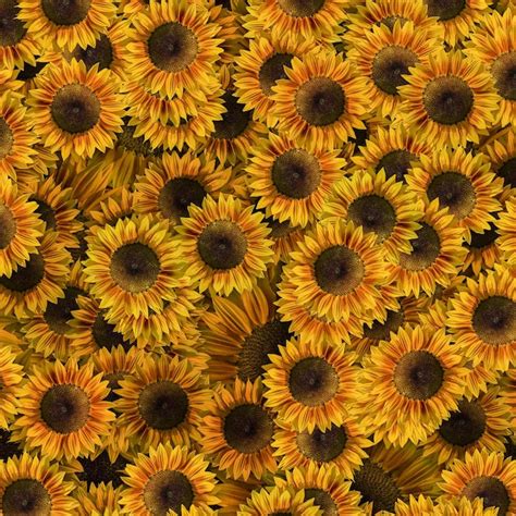 Premium Photo | Background of sunflower A surface used for design