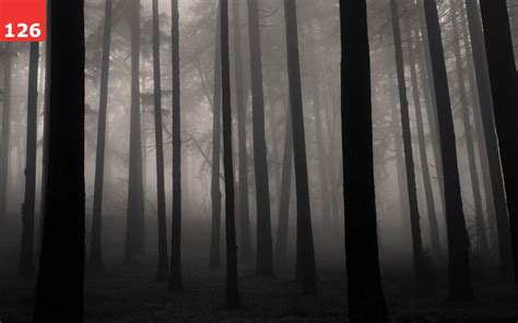 Fog in the Forest by Traveling Julie | Download Now - www.dsktps.com | Forest wallpaper, Foggy ...