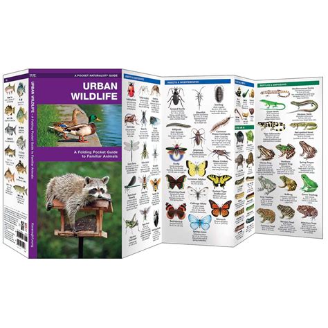 Outdoors, Camping & Travel :: All Outdoors Books :: Other Field Guides :: Urban Wildlife ...