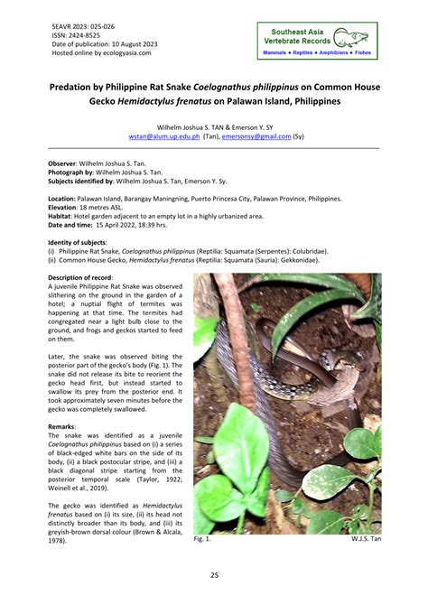 (PDF) Predation by Philippine Rat Snake Coelognathus philippinus on ...