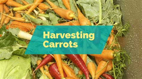 Harvesting Carrots! – From Seed to Spoon Vegetable Garden Planner Mobile App