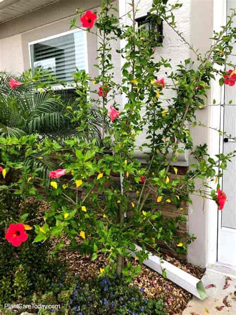 Pruning Hibiscus: How And When To Prune Hibiscus For Best Growth