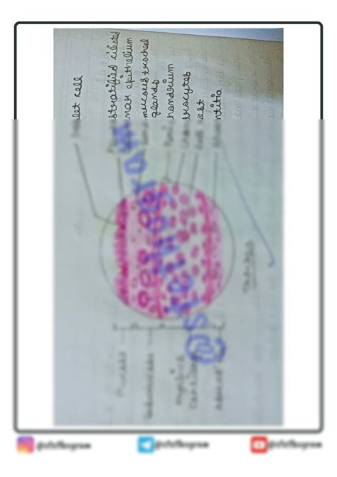 SOLUTION: Trachea histology diagram - Studypool