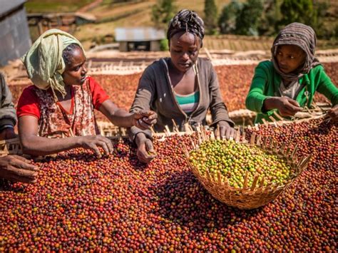 Ethiopian coffee farmers losing hope as coffee prices slump to their ...