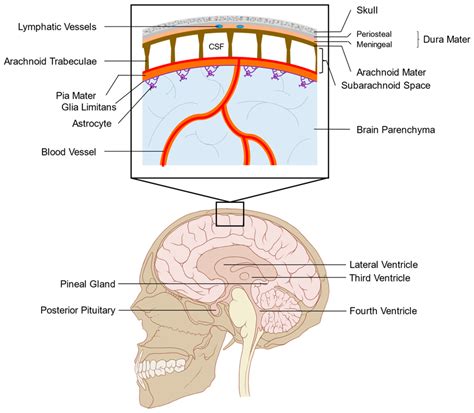 Anatomy of the leptomeninges and surrounding structures.... | Download Scientific Diagram