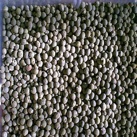 Okra Seeds at best price in Hyderabad by Indo Korean Agri Seeds | ID: 12381277530