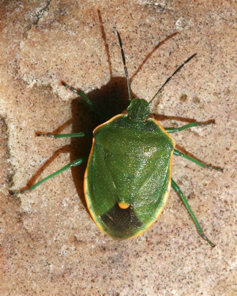 What’s the difference between a bug and a beetle? - Naturally North Idaho