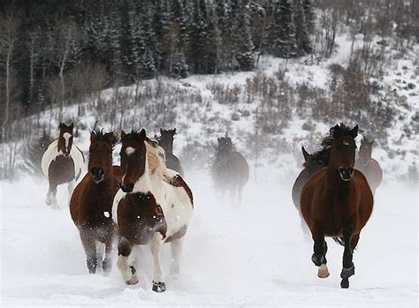 Horses running in the snow by Hilkey's Outdoor Images | Horses in snow, Horses, Beautiful horses