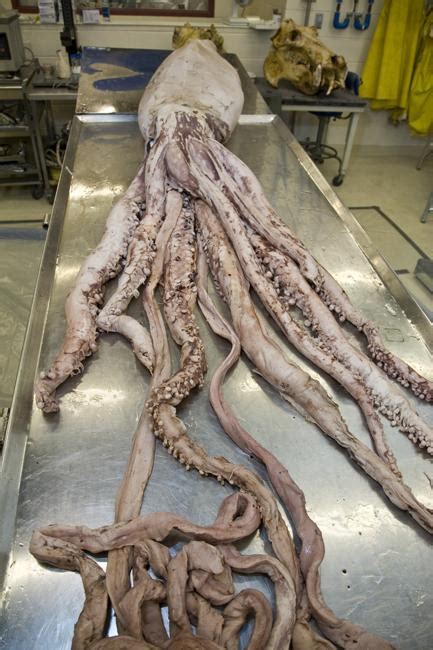 Giant Squid (Architeuthis) - RESPIRATION mao