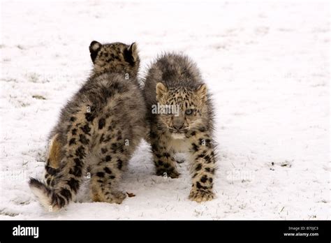 Snow Leopard Cubs Stock Photo - Alamy