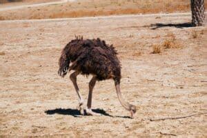 What Do Ostriches Eat? (Diet & Facts) - Bird Nature