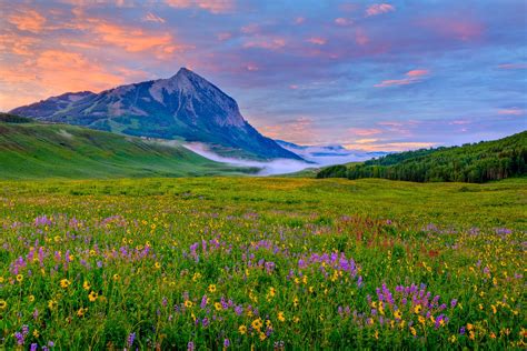 Crested Butte: WILD about FLOWERS