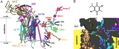 Structure model of the cytochrome b 6 f complex with bound DBMIB. ( A )... | Download Scientific ...