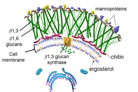 Fungal cell membrane and cell wall - Nammex