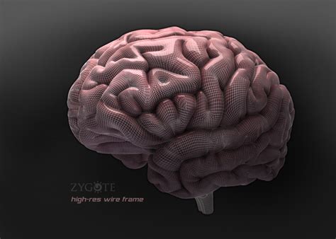 Zygote::3D Human Brain Model - Medically Accurate