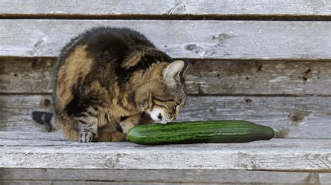 Pet Advice: What You Need to Know About The Cat Cucumber Trend | Paws ...