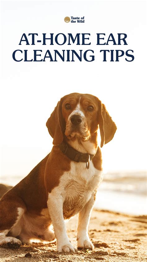 At-Home Dog Ear Cleaning Tips | Cleaning dogs ears, Ear cleaning, Dogs