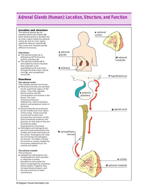 [DIAGRAM] Thymus Gland Function Diagram - MYDIAGRAM.ONLINE