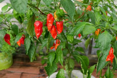 Ghost Pepper Plant Scoville, Colors And [Updated] Grow Guide