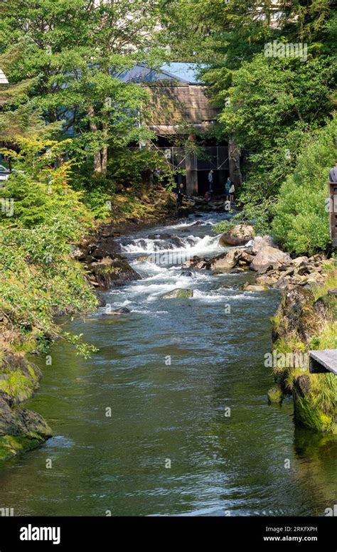 A tranquil body of water winds its way through a lush forest: Alaska, Ketchikan salmon ladder ...