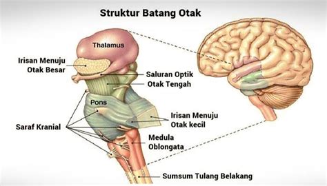 Batang Otak (Brainstem) : Pengertian, Fungsi, Struktur dan Bagian Batang Otak (Brainstem ...