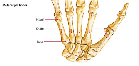 Bones of the Hand Anatomy – Earth's Lab