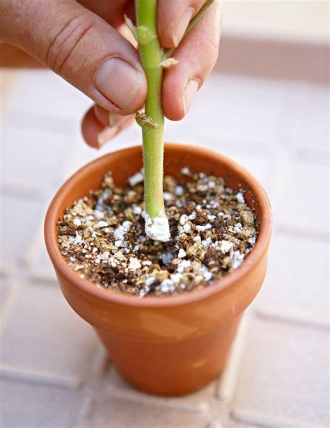 How to Grow Plants from Cuttings to Fill More Pots for Free