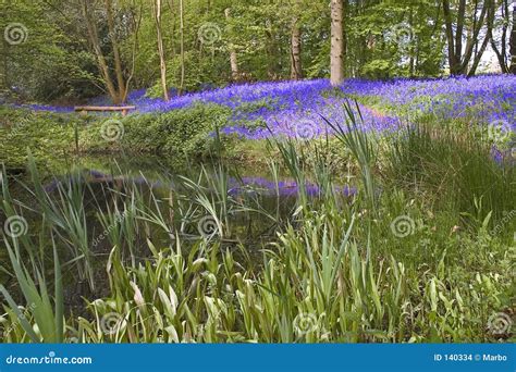 Bluebell lake stock photo. Image of europe, hyacinth, countryside - 140334