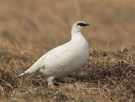 RockPtarmiganp