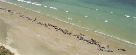 A Mass Stranding Left This New Zealand Beach Covered With Over 140 Dead ...