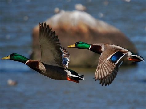 Mallard Duck Facts | The Most Common Duck