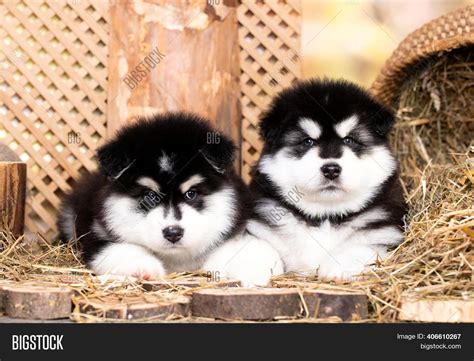 Are Malamute Puppies Fluffy