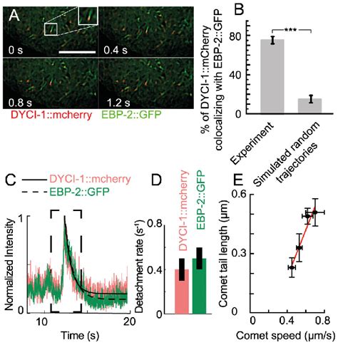 DYCI-1::mcherry colocalizes with EBP-2::GFP at the microtubule plus-ends. | Download Scientific ...