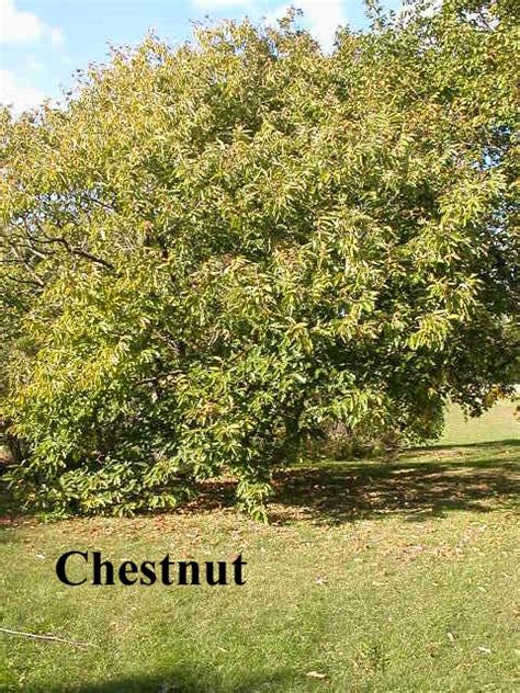 Chestnut Tree Pictures, Facts on Chestnut Trees