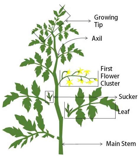 How to Prune Tomatoes Step by Step Guidelines | OFAGS | Tomato plant care, Pruning tomato plants ...