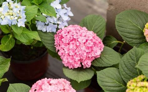 14 Dwarf Hydrangea Varieties for Small Gardens or Containers ...