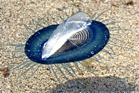 description of Velella velella - By-the-wind-sailor