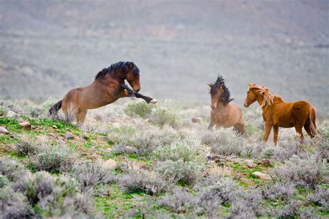 Wild Horses of Nevada photography | Wild Horses Gallery-Stock Images