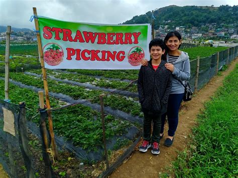 Strawberry Farm in Baguio