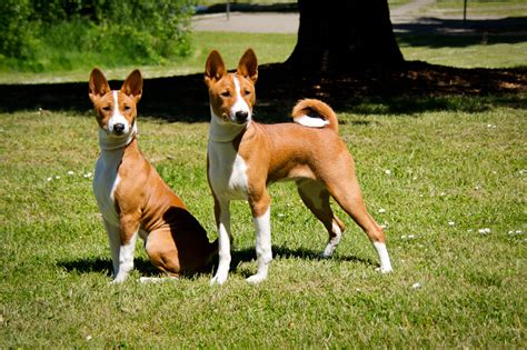 Beautiful Basenji Puppies | Jumoke Photography