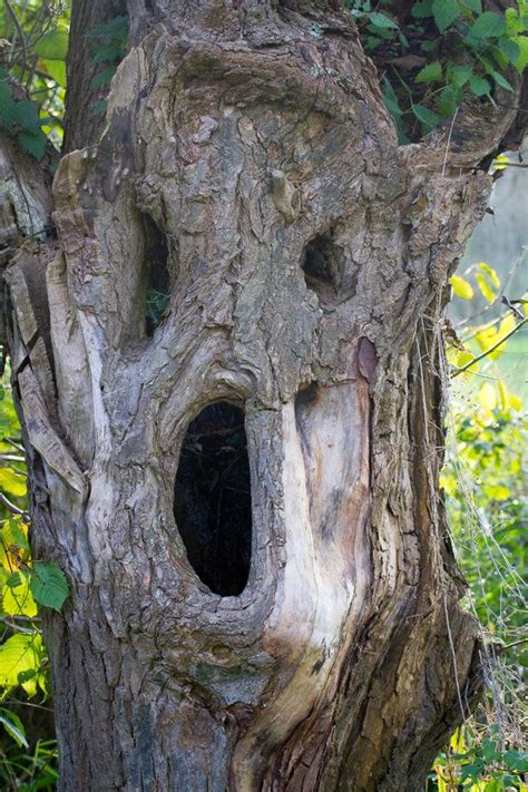 r/pics | Tree faces, Weird trees, Unique trees