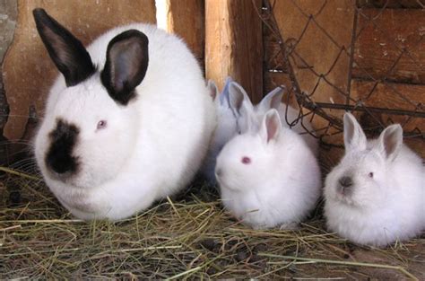 Californian Rabbit Breed Information and Pictures - PetGuide.com | PetGuide