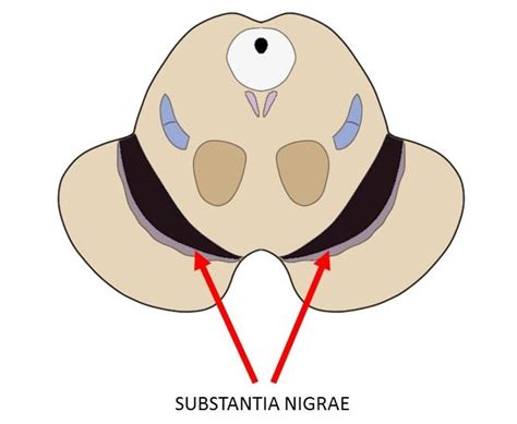 Know Your Brain: Substantia Nigra